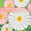 Paper Flower Decoration for Wall 3D Paper Butterfly Flower Bulletin Board Decor Pink White Artificial Flower Backdrop Wall Decor Green Leaves Vine for Classroom Office Spring Garden Tea Women Birthday(Pink White Daisy Paper Flowers)